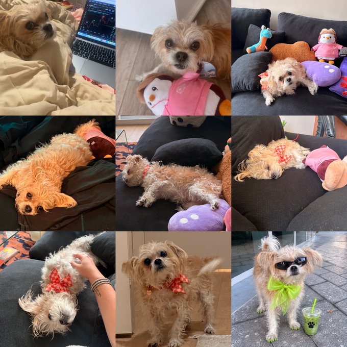 A 9-panel collage shows a small fluffy dog in various cute outfits and poses, including lounging on a couch with stuffed animals, wearing a pink sweater with a stuffed snowman, sporting a red floral bow, and wearing sunglasses while holding a bubble tea, all reflecting the "maxx mode" evolution mentioned in the caption about the dog's time with the sitter.