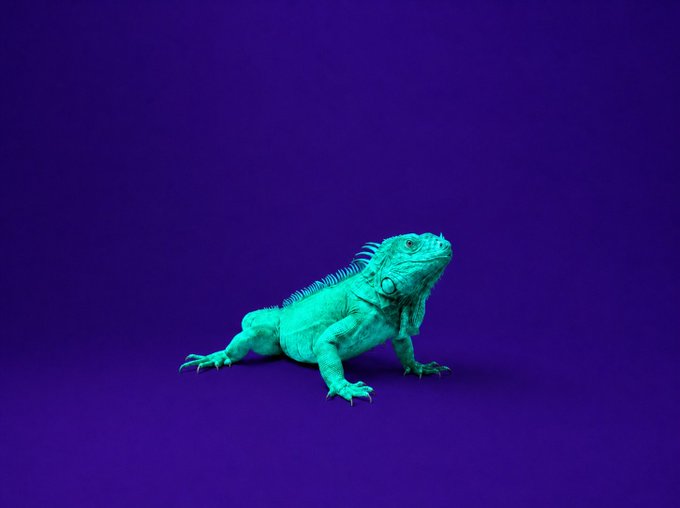 A bright cyan-green iguana (presumably "Dave") poses against a vibrant purple background, matching the whimsical community photo contest inviting fans to capture creative shots of the beloved lizard to win a Keystone Lace hardware wallet.