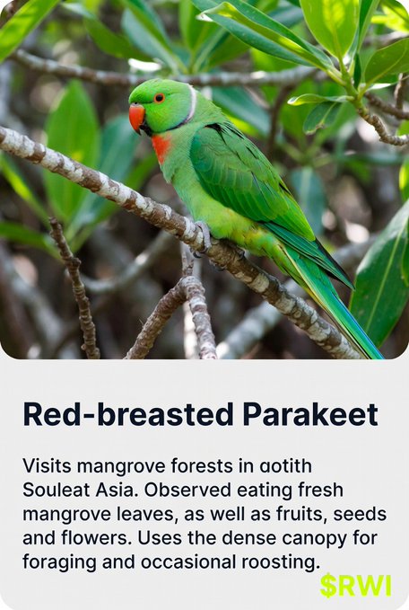 An informational card titled 'Red-breasted Parakeet' shows a green parrot perched on a branch, describing its habitat in Southeast Asian mangrove forests with the logo '$RWI'.