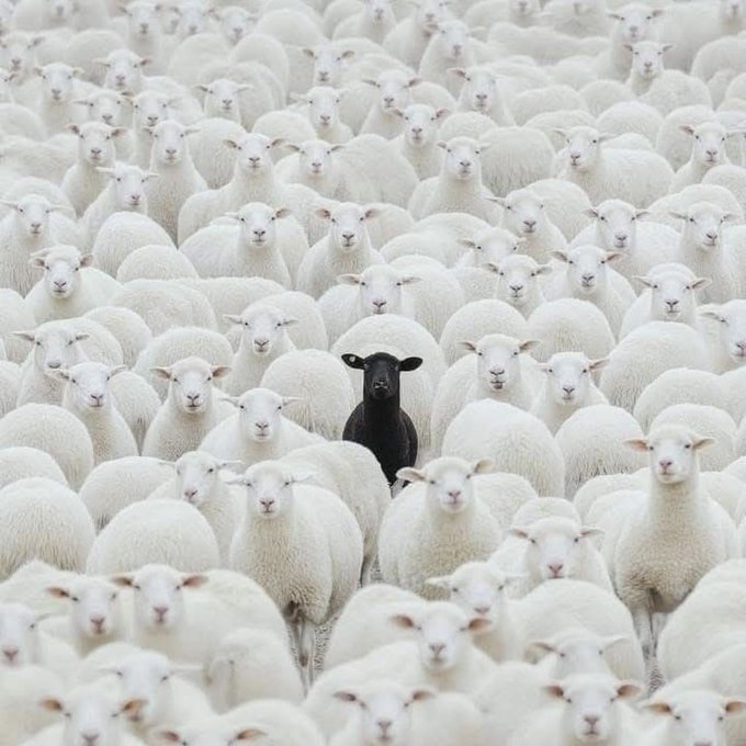 A single black sheep stands out among a large, dense herd of white sheep, all looking toward the camera.