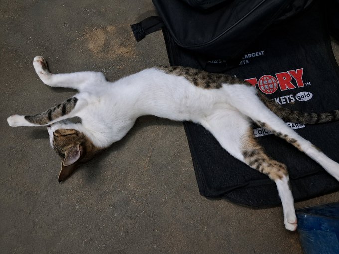 A white and brown tabby cat lying on its back in a relaxed, stretched-out position on a concrete floor next to a black backpack.