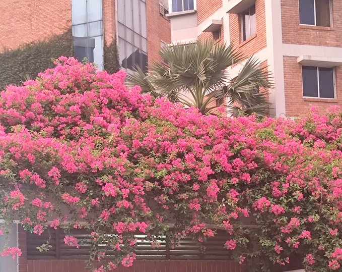 The image features a large bush covered with pink flowers, which are blooming beautifully against an urban backdrop. The bush is located next to a building, adding a touch of nature to the cityscape. The photo appears to be taken during the day, as there's ample natural light illuminating the scene.