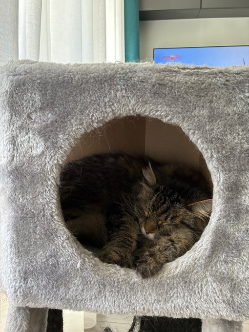 A long-haired tabby cat curled up and sleeping peacefully inside a fuzzy grey cat tree with a circular opening.