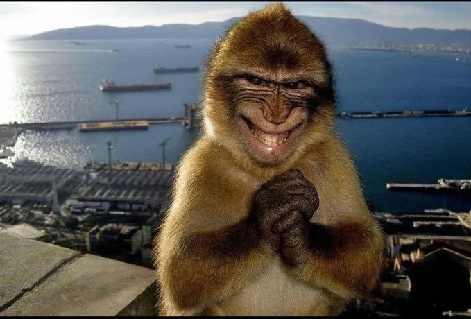 The image features a monkey sitting on top of a building, holding its hands together with its mouth open as if in prayer or greeting someone. The background shows an ocean view with boats and buildings, suggesting that this scene takes place near a coastal area. There is also text present in the image, which reads "This particular Tron campaign looks promising and there are lots of projects building on Tron lately as well. Diving into the ecosystem and preaching about it on X while earning reward is not bad tbh. I'll give it a try". The monkey's position near the ocean adds to the overall atmosphere, making it seem like an interesting and unique scene.