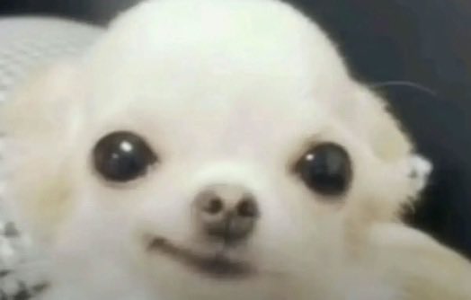 A close-up photo of a small, fluffy white dog with large dark eyes.