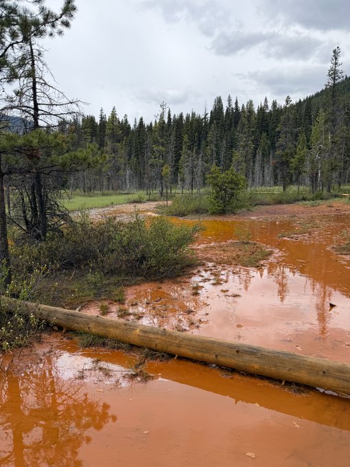 A landscape photo shows a forest scene with striking orange-rust colored water or mud pooling in the foreground, reflecting the overcast sky. A fallen log lies across the red water, with green pine trees filling the background.