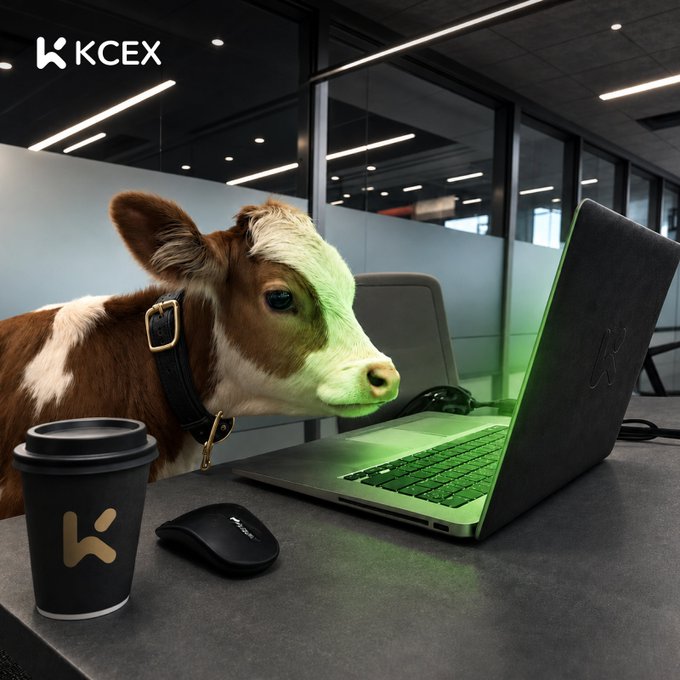 A humorous image of a brown and white calf wearing a collar sitting at a modern office desk, intently looking at a laptop screen, with a 'KCEX' logo, coffee cup, and mouse on the desk.