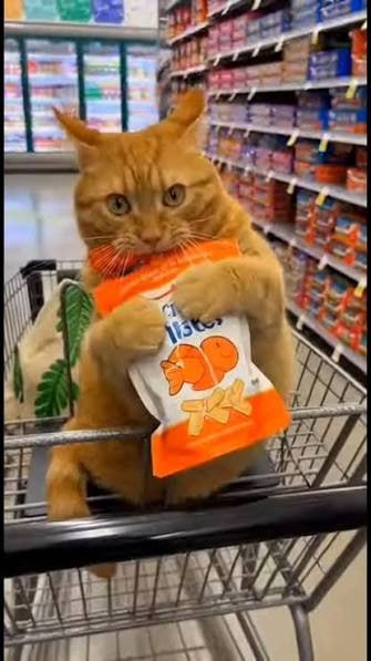 An orange tabby cat sitting in a shopping cart, holding onto a bag of cheese puffs.