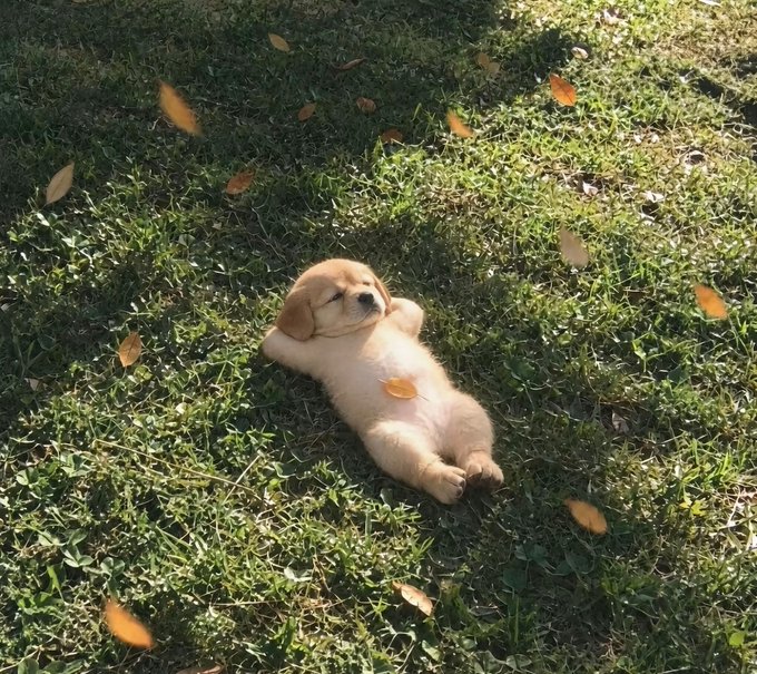A tan puppy lies on its back in the grass, appearing relaxed or caught mid-roll. The image has no visible text and does not directly depict the Solana rewards-program opportunity described in the accompanying post.