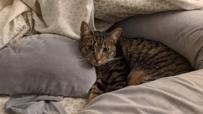 A tabby cat rests comfortably among soft gray and white pillows on a bed, looking directly at the camera. The image ties into the post by visualizing the "furry friends" being cared for with the savings earned through coupons and promotions.