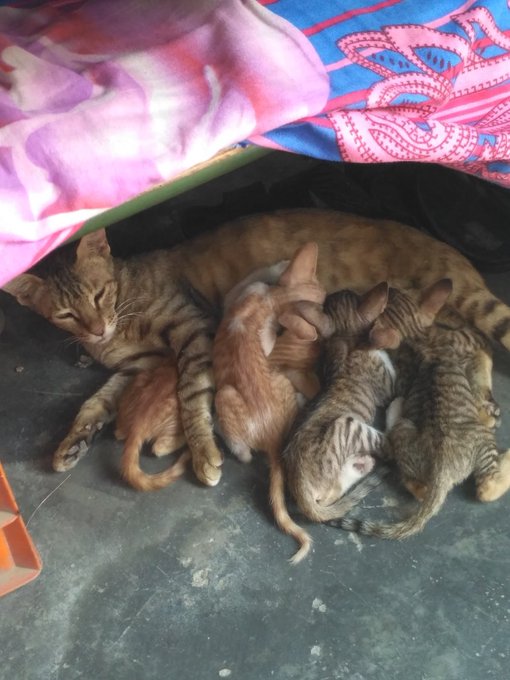 A mother tabby cat resting on a concrete floor under a colorful patterned blanket, nursing a litter of five kittens with various coat patterns including orange, tabby, and calico.