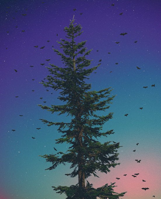 A stylized digital illustration of a tall evergreen pine tree against a gradient twilight sky, with birds flying around and tiny stars scattered in the upper atmosphere.