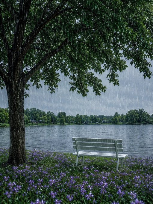 A white wooden bench sits beneath a large tree overlooking a lake in the rain, surrounded by a carpet of purple wildflowers.