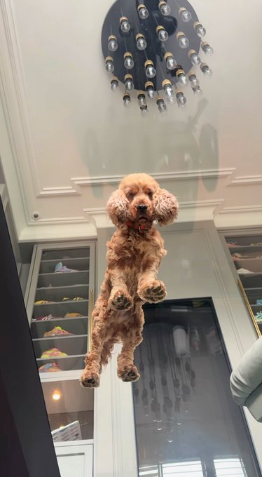 A brown poodle jumps mid-air in front of an elegant chandelier and tall interior doors.