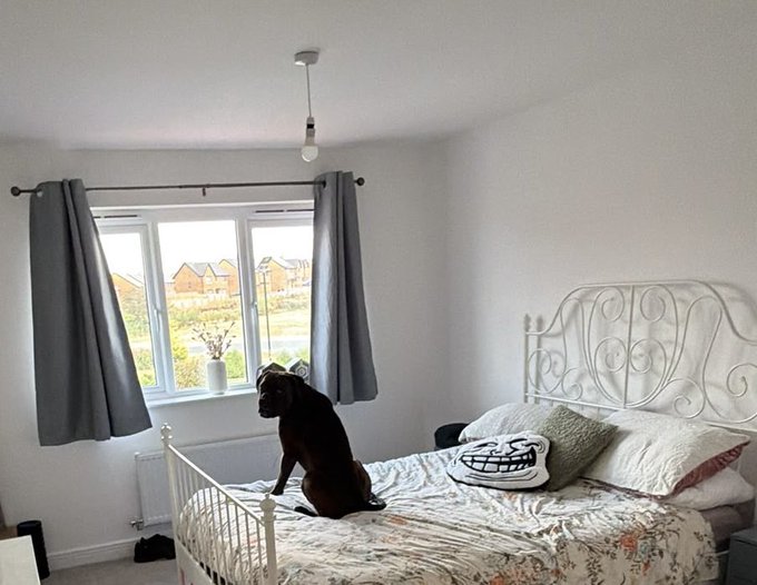 A black dog sitting on a bed in a bright bedroom with white walls, grey curtains, and a view of houses through the window; a pillow with a Trollface meme design sits on the bed.