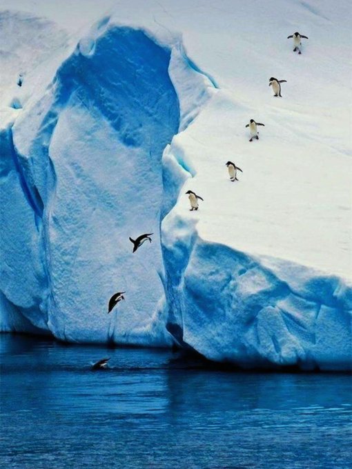 A serene Antarctic scene with several penguins standing on a bright white and blue iceberg while others dive into the dark water below.