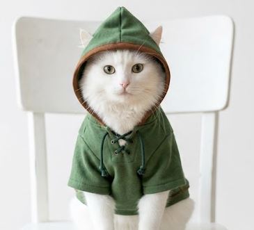 A white and brown cat wearing a green hooded cloak sits on a white chair, gazing directly at the camera with an endearing, attentive expression.