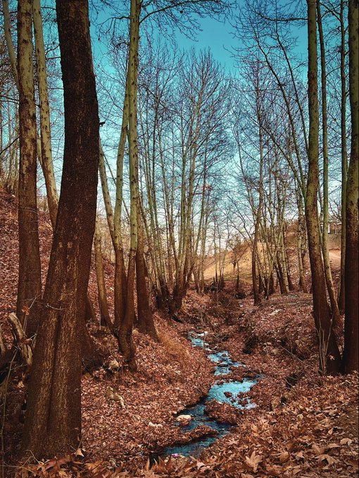A scenic landscape photo of a forest in late autumn or winter with bare trees lining a small creek that winds through a valley covered in brown fallen leaves under a clear blue sky.