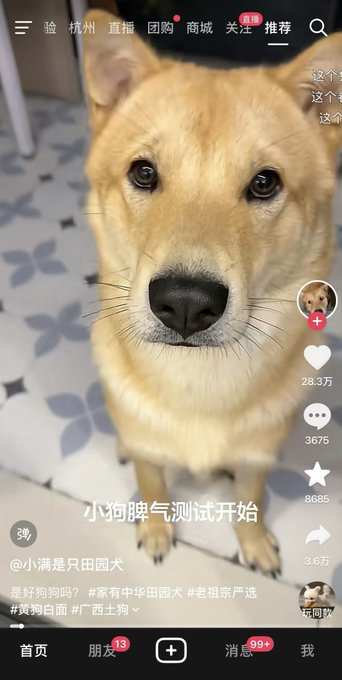 A TikTok-style video screenshot of a Shiba Inu dog with Chinese text overlay reading '小狗脾气测试开始' (Little dog temper test begins) and the username '@小满是只田园犬'.