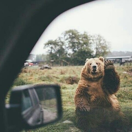 A large brown bear stands on its hind legs and waves, viewed through a car window with the side mirror visible.