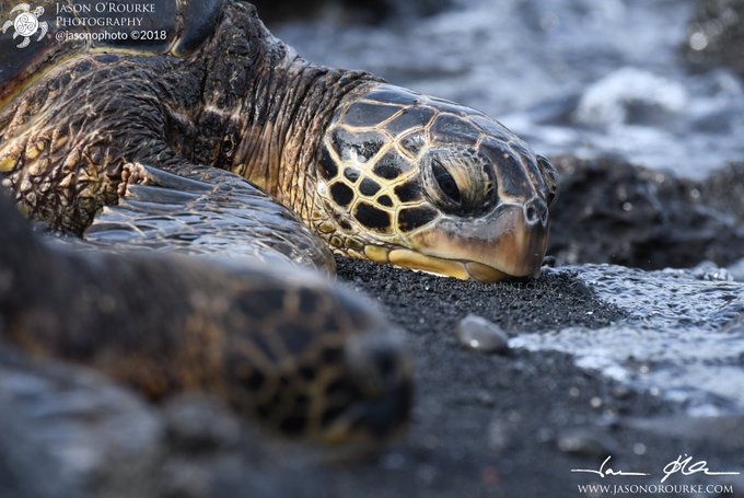 A close-up nature photograph of a sea turtle's head resting on dark sand, credited to 'Jason O'Rourke Photography' with a logo and 'jasonphoto ©2018' watermark, plus a signature and 'WWW.JASONROURKE.COM' in the corner.