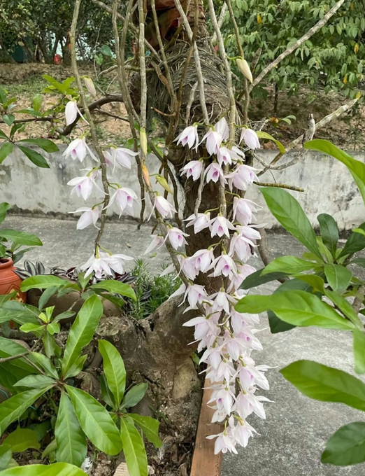A cluster of delicate, pale pink and white bell-shaped flowers, resembling Dendrobium orchids, cascades down the woody base of a tree in a garden setting.