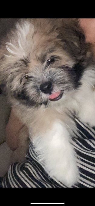 A small, fluffy puppy with its tongue sticking out is being held against someone's striped shirt.