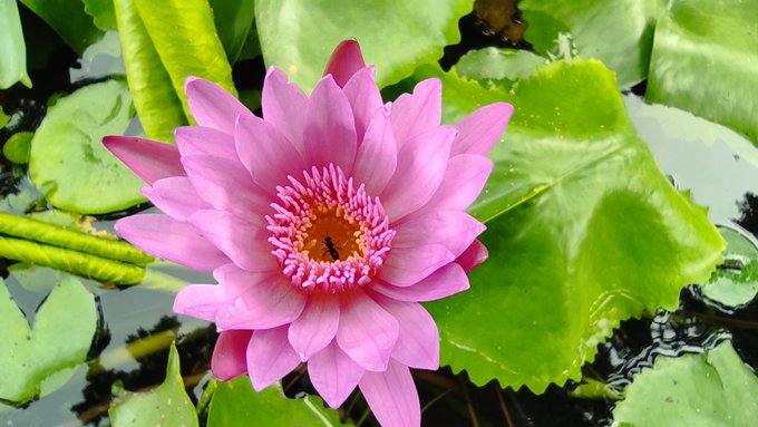 A vibrant pink water lily in full bloom with a yellow center, surrounded by large green lily pads floating on water.