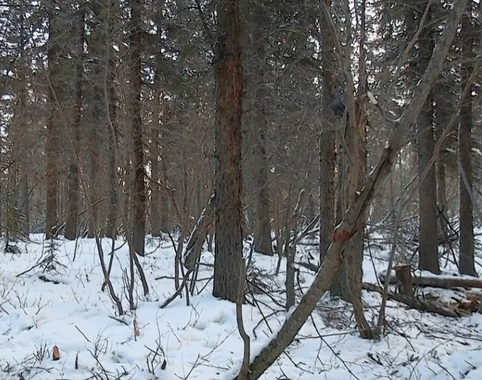 A wintery forest scene with bare trees and snow-covered ground.