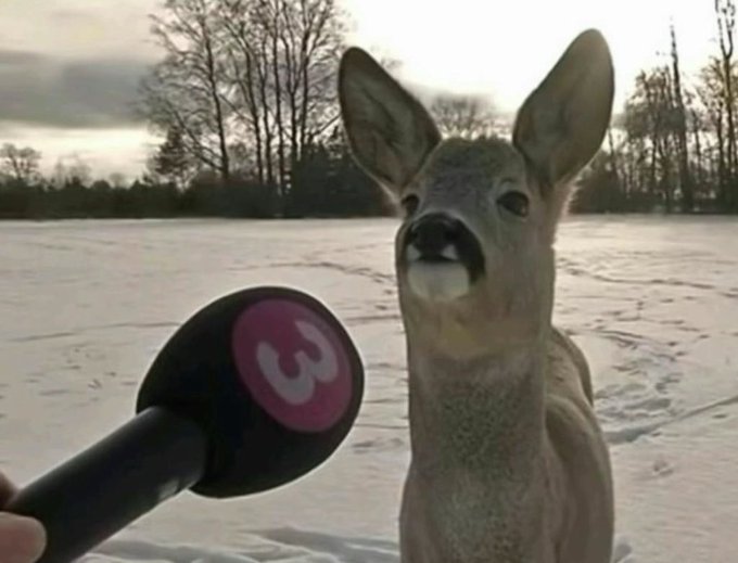 [caption-failed: image unfetchable or no caption]