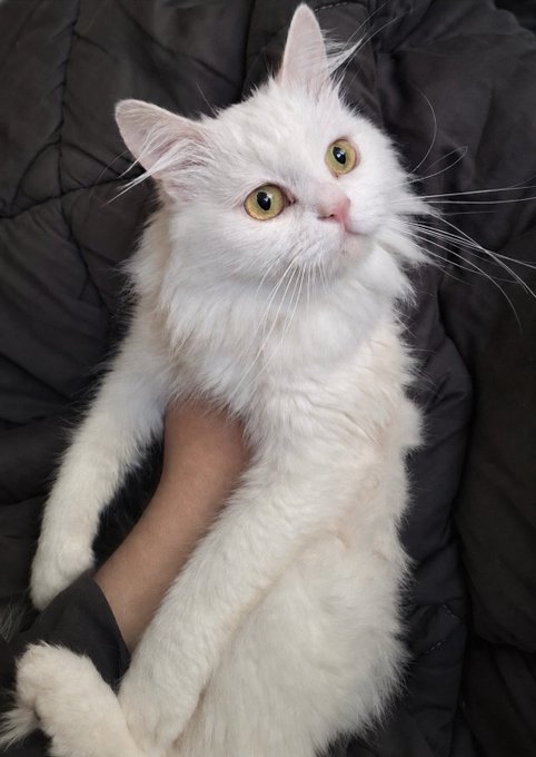 A fluffy white cat with yellow eyes lies on its back on a dark quilted blanket, being held by a person's arm.