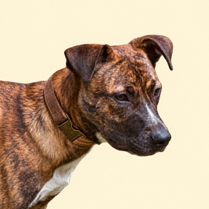 A brindle-coated dog with a brown collar looks to the side against a plain cream background.