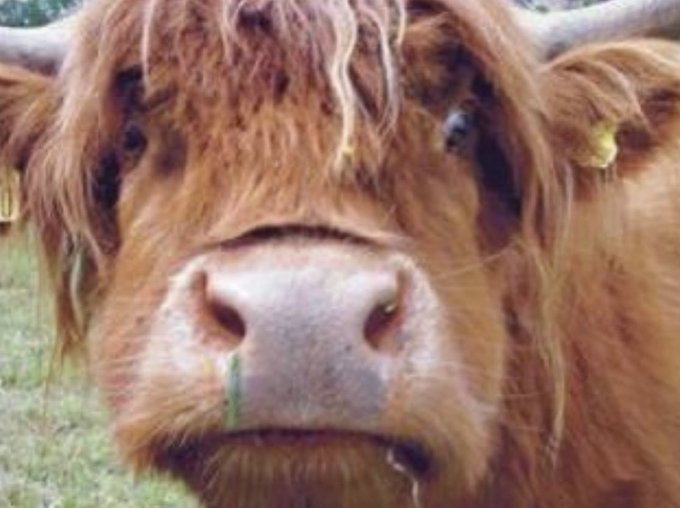 Close-up of a highland cow's face with shaggy reddish-brown fur, showing bits of grass on its nose and mouth.
