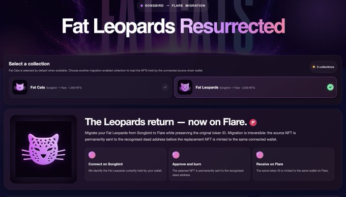 A 'Fat Leopards Resurrected' webpage by SONGBIRD shows the Flare migration interface, allowing users to migrate their Fat Cats and Fat Leopards NFTs (1,000 NFTs each) from Songbird to Flare.