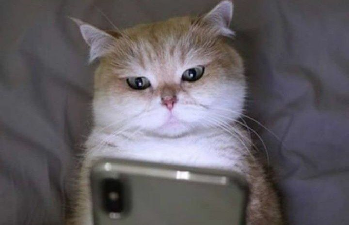 The image features an adorable brown cat sitting comfortably on top of a bed while looking at its cell phone, which appears to be a flip phone. The cat seems to be intrigued by something on the screen or perhaps communicating with someone through text messages. The background is a simple gray color that contrasts nicely with the white fur of the cat and the black screen of the cell phone.