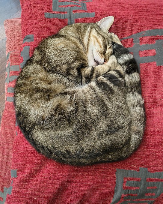 A tabby cat is curled up, sleeping tightly on a red patterned rug.