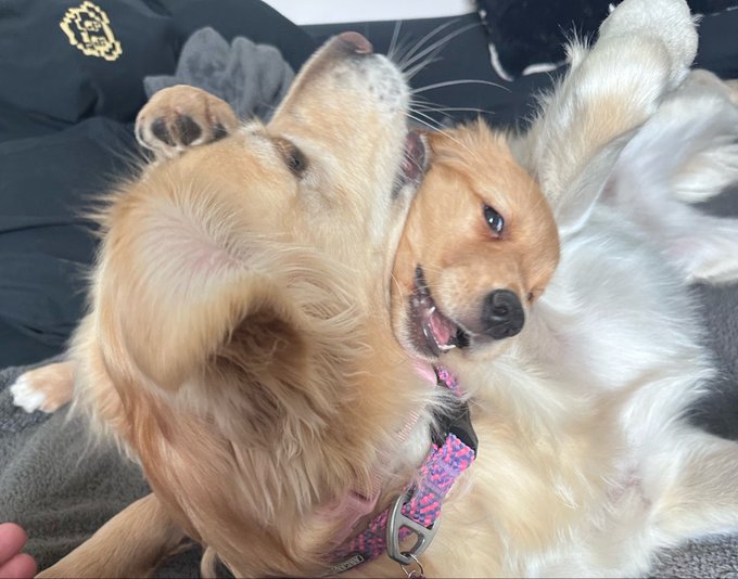 A golden retriever puppy lies playfully on its back on a bed, mouth open and tongue out, wearing a pink collar.