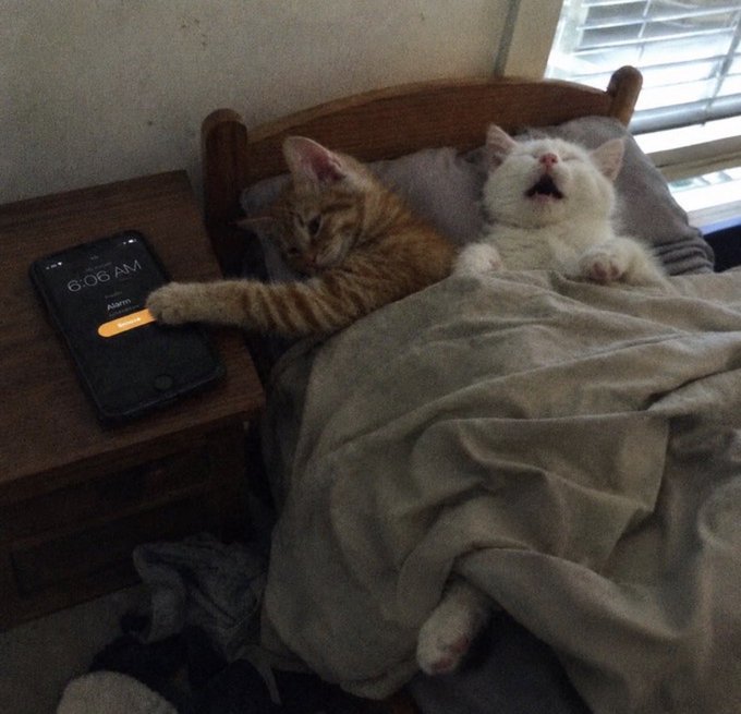 Two cats sleep in a miniature bed on a nightstand; an orange tabby reaches a paw out to silence an iPhone alarm showing 6:06 AM.