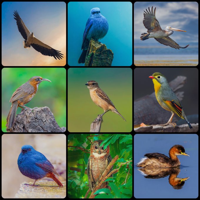 A 3x3 grid of photographs featuring nine different bird species, including an osprey, blue bird, pelican, various perching birds, a grebe, an owl, and a duck.
