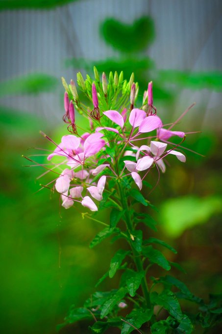 A close-up photograph of a pink spider flower (Cleome) in bloom with delicate petals and long stamens against a blurred green garden background.