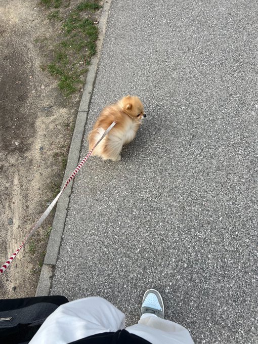 A tiny Pomeranian puppy on a red and white leash walks along a paved path, appearing small against the vast concrete ahead, mirroring the post's message about how smaller gains (like the puppy) can feel insignificant after experiencing larger ones (like the expansive pavement), yet remain valuable and worth pursuing.