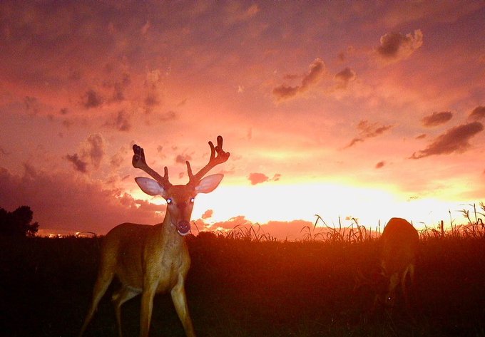 A young buck with velvet antlers stands alert in a golden field at sunset, capturing a serene, almost cinematic moment in nature. The image's dramatic sky and the deer's watchful gaze evoke a sense of quiet anticipation, perhaps mirroring the market's tense standoff between bullish optimism and bearish caution discussed in the post.
