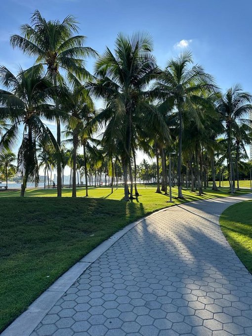 Tropical pathway lined with tall coconut palm trees casting long shadows on green grass and a paved walkway under a blue sky.