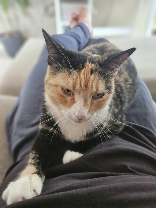 A close-up photo of a calico cat with black, orange, and white markings resting on a person's lap, staring contentently at the camera.