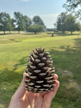A hand holding a large pine cone in the foreground with a grassy park, trees, and a person visible in the background under a sunny sky.