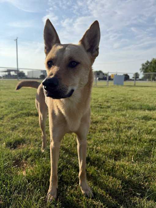 The image features a tan dog standing in a grassy field, looking directly at the camera with its ears perked up. The background includes a fence and trees, suggesting that this scene takes place in an outdoor setting like a park or a backyard. The photo is taken from a low angle, making the dog appear larger than life against the backdrop of the sky.