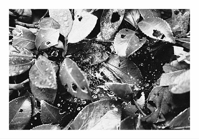 A black-and-white close-up photograph of leaves surrounding a pool of water covered in bubbles.