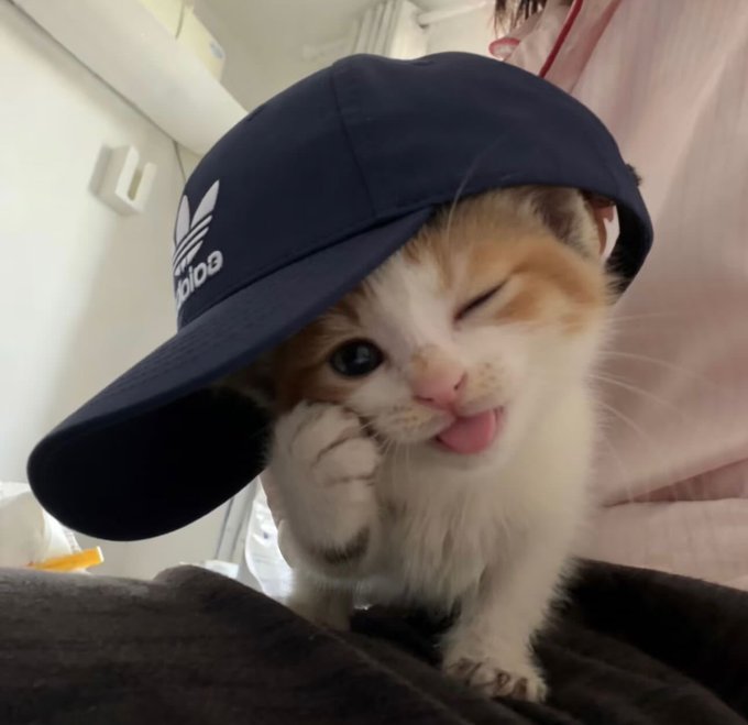 An adorable orange and white kitten wearing an oversized navy Adidas cap sticks its tongue out playfully, perfectly capturing the carefree "GM" (good morning) weekend vibe with a wink and a "we go again" attitude.
