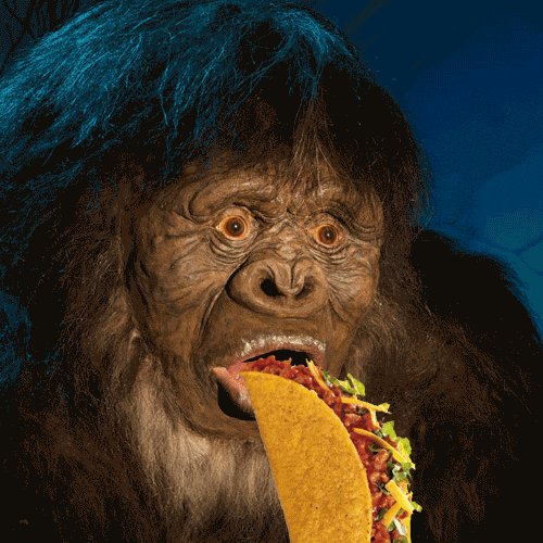 The image features a large, furry monkey with long hair eating a piece of food that looks like a taco. The monkey's eyes are wide open as if surprised or intrigued by its meal. The background appears to be dark blue, which contrasts with the monkey's fur and makes it stand out in the photo. There is no text present in the image, but there is a caption that reads "Tezos Tuesday !!!". This suggests that the image might have been taken on Tezos Tuesday or possibly related to Tezos Tuesday in some way.