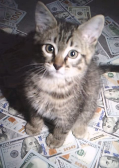 A fluffy tabby kitten sitting amid a pile of US $100 bills, looking directly at the camera.